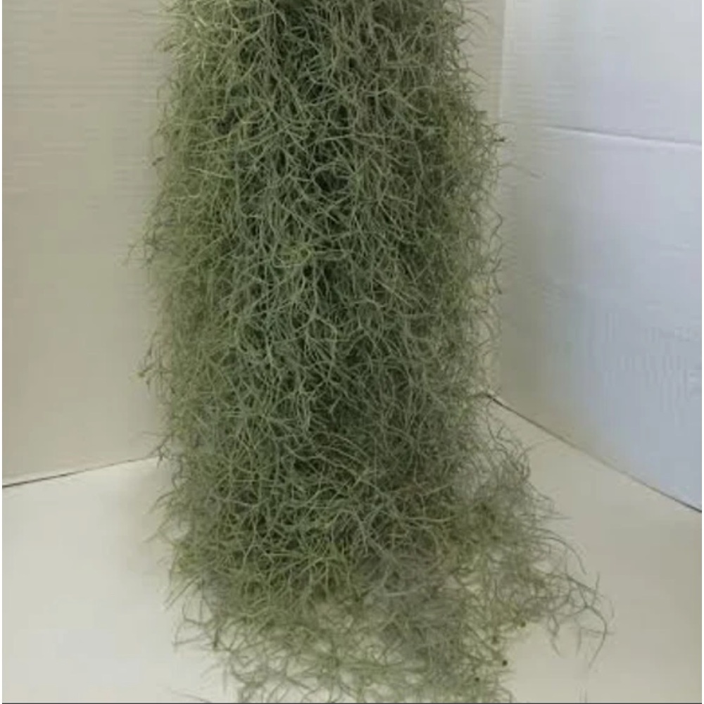 Spanish moss approximately 2 lbs for crafts